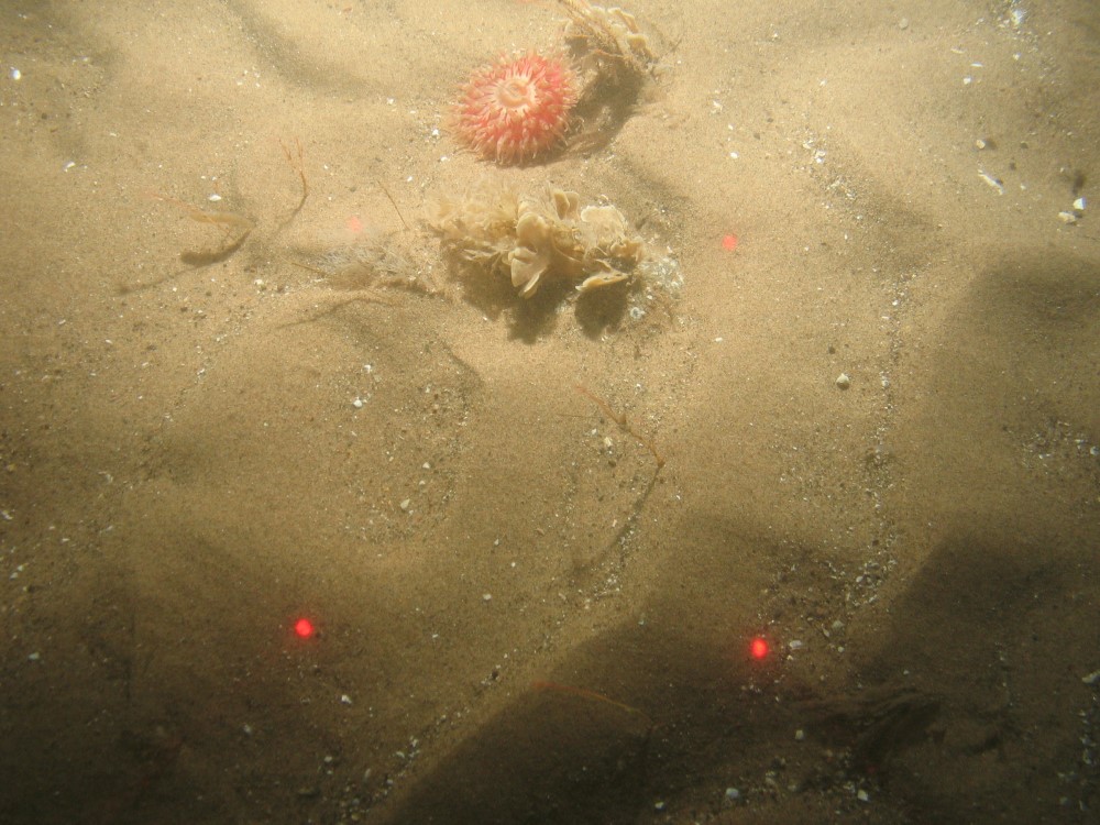 Close-up of the seabed at Holderness Offshore MCZ, showing sand and shell fragments with Hornwrack (Flustra foliacea) and Urticina sp.