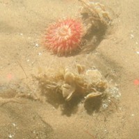 Close-up of the seabed at Holderness Offshore MCZ, showing sand and shell fragments with Hornwrack (Flustra foliacea) and Urticina sp.