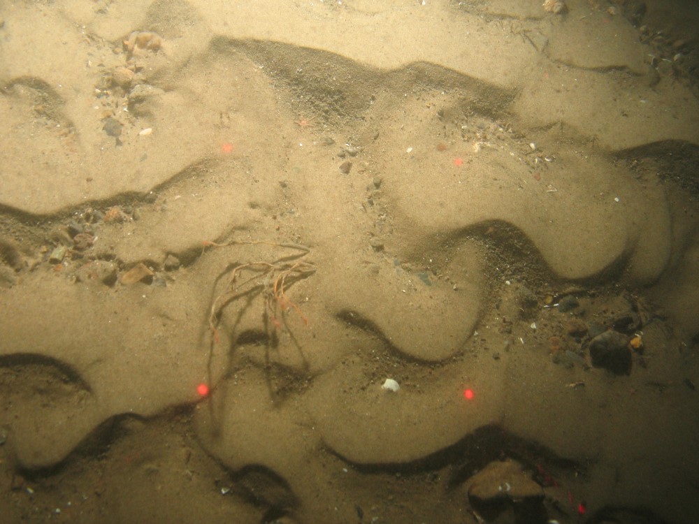 Close-up of the seabed at Holderness Offshore MCZ, showing sand, pebbles and shell fragments with Tubularia indivisa