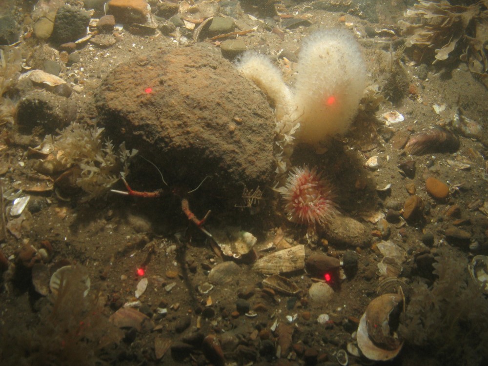 Close-up of the seabed at Holderness Offshore MCZ, showing Sandy cobbles and pebbles with Dead man's fingers (Alcyonium digitatum), Securiflustra securifrons, Urticina sp. and Rugose squat lobster (Munida rugosa)