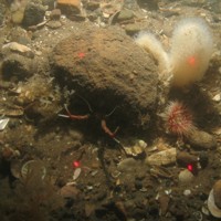 Close-up of the seabed at Holderness Offshore MCZ, showing Sandy cobbles and pebbles with Dead man's fingers (Alcyonium digitatum), Securiflustra securifrons, Urticina sp. and Rugose squat lobster (Munida rugosa)