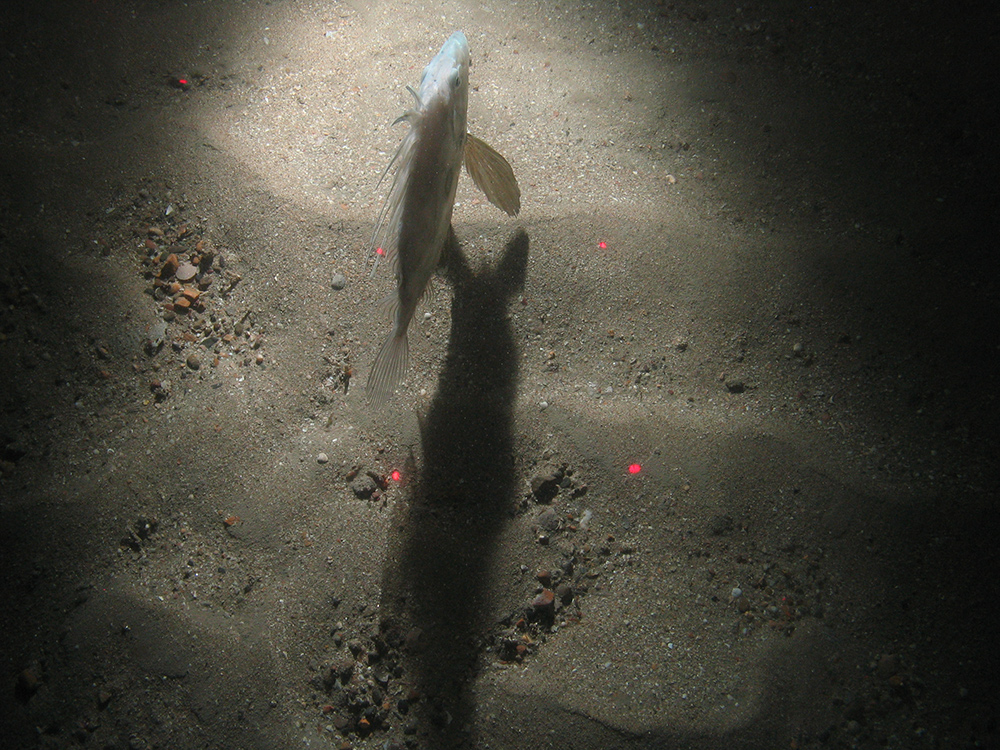 Close-up of the seabed at the South of Celtic Deep MCZ, showing sandy sediments and a John Dory (Zeus faber)