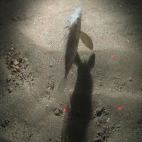 Close-up of the seabed at the South of Celtic Deep MCZ, showing sandy sediments and a John Dory (Zeus faber)