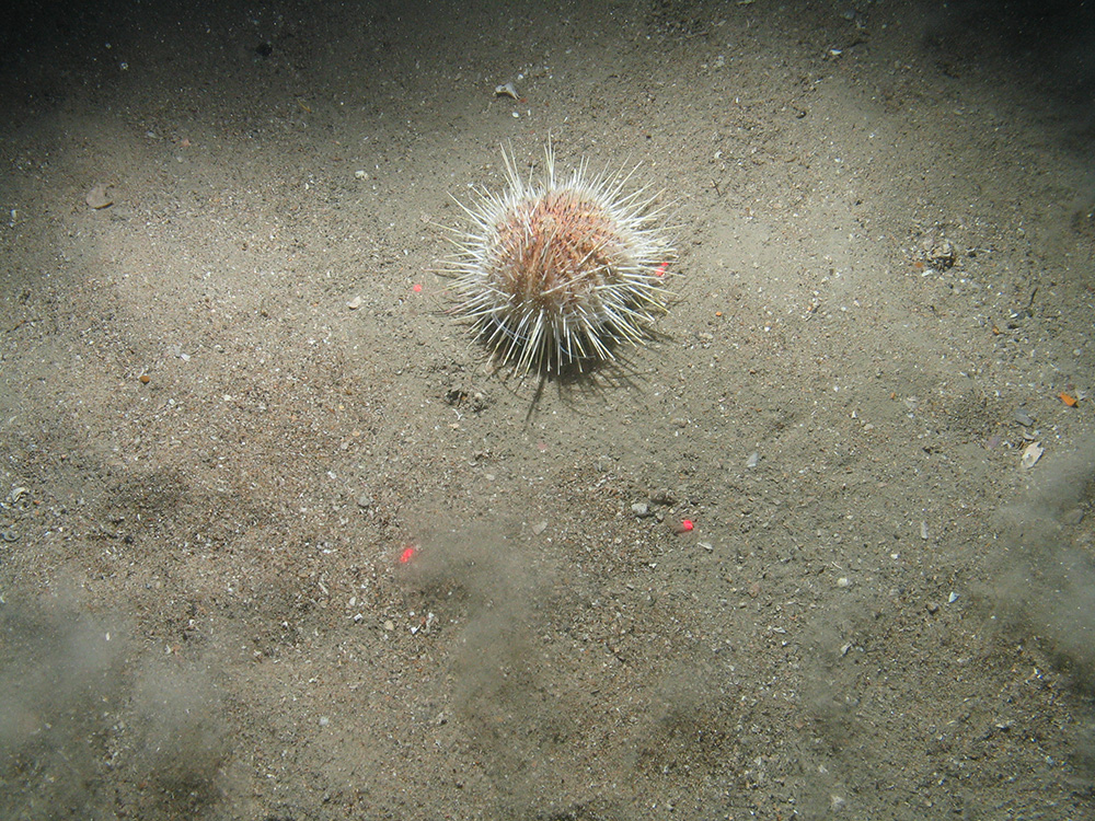 Close-up of the seabed at the South of Celtic Deep MCZ, showing sandy sediment and a common urchin (Echinus acutus)