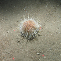 Close-up of the seabed at the South of Celtic Deep MCZ, showing sandy sediment and a common urchin (Echinus acutus)