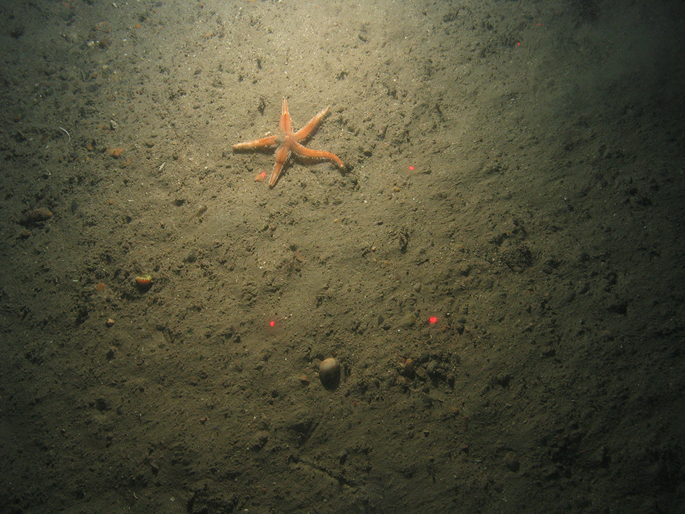 Close-up of the seabed at the South of Celtic Deep MCZ, showing sandy sediments and a starfish