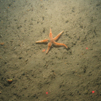 Close-up of the seabed at the South of Celtic Deep MCZ, showing sandy sediments and a starfish
