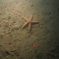 Close-up of the seabed at the South of Celtic Deep MCZ, showing sandy sediments and a starfish