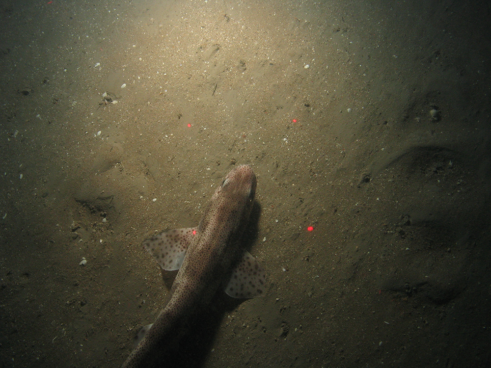Close-up of the seabed at the South of Celtic Deep MCZ, showing sandy sediments and a small spotted catshark (Scyliorhinus canicula)
