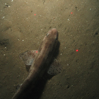 Close-up of the seabed at the South of Celtic Deep MCZ, showing sandy sediments and a small spotted catshark (Scyliorhinus canicula)