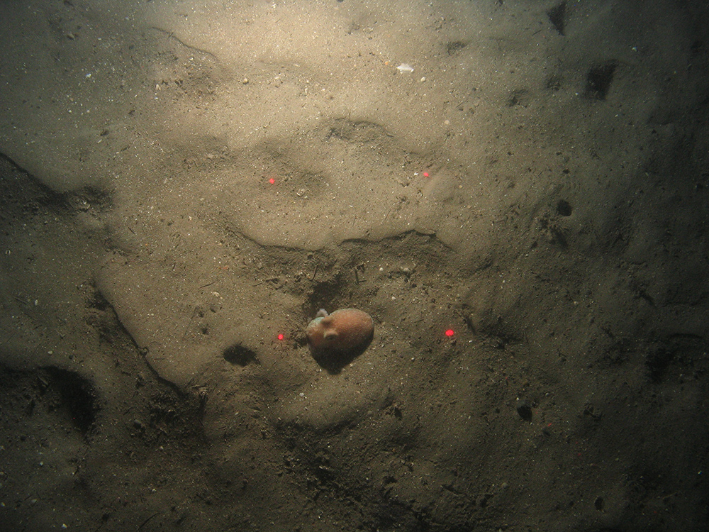 Close-up of the seabed at the South of Celtic Deep MCZ, showing sandy sediments and a curled octopus (Eledone cirrosa)