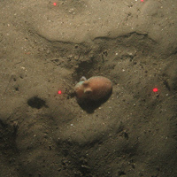 Close-up of the seabed at the South of Celtic Deep MCZ, showing sandy sediments and a curled octopus (Eledone cirrosa)