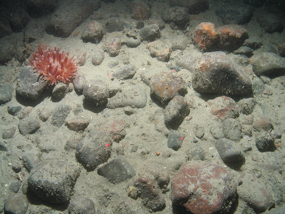 Close-up of the seabed at the South of Celtic Deep MCZ, showing cobbles and an anemone