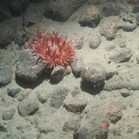 Close-up of the seabed at the South of Celtic Deep MCZ, showing cobbles and an anemone