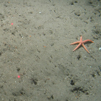 Close-up of the seabed at the South of Celtic Deep MCZ, showing a starfish