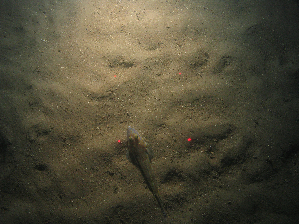 Close-up of the seabed at the South of Celtic Deep MCZ, showing sandy sediment and a common dragonet (Callionymus lyra)