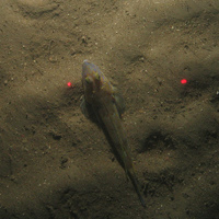 Close-up of the seabed at the South of Celtic Deep MCZ, showing sandy sediment and a common dragonet (Callionymus lyra)