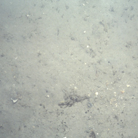 Close-up of the seabed at South Rigg MCZ, showing Subtidal sand