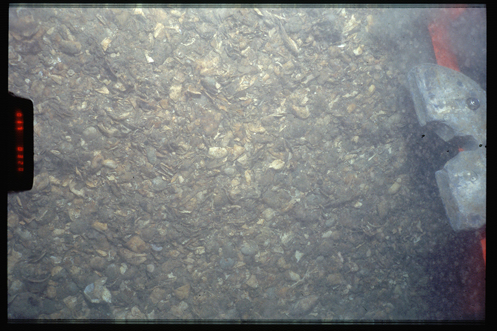 Close-up of the seabed at South Rigg MCZ, showing Subtidal mixed sediment