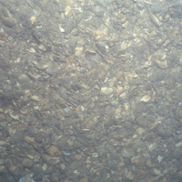 Close-up of the seabed at South Rigg MCZ, showing Subtidal mixed sediment
