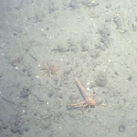 Close-up of the seabed at South Rigg MCZ, showing squat lobster (Munida rugosa) on Subtidal sand with an anemone