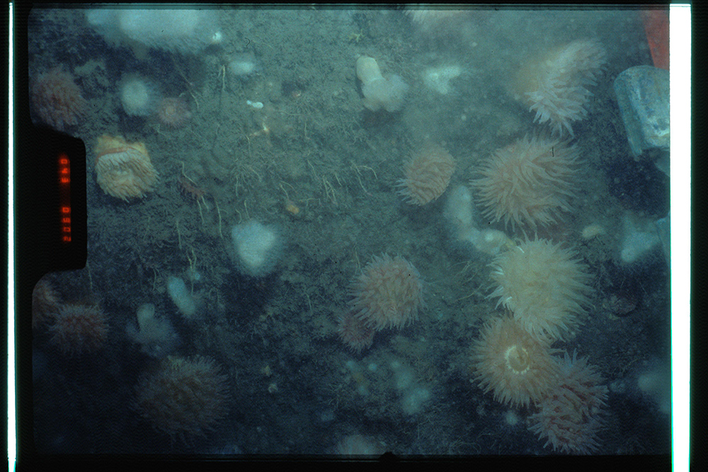Close-up of the seabed at South Rigg MCZ, showing anemones on sediment
