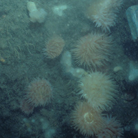 Close-up of the seabed at South Rigg MCZ, showing anemones on sediment