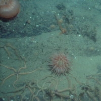 Close-up of the seabed at South Rigg MCZ, showing brittlestars and anemones on Subtidal sand