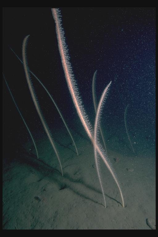 Tall seapen, © JNCC.