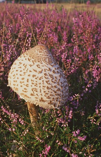 Close-up of a Parasol mushroom surrounded by heather at Thetford Heaths (© Natural England / Paul Glendell, 1999)