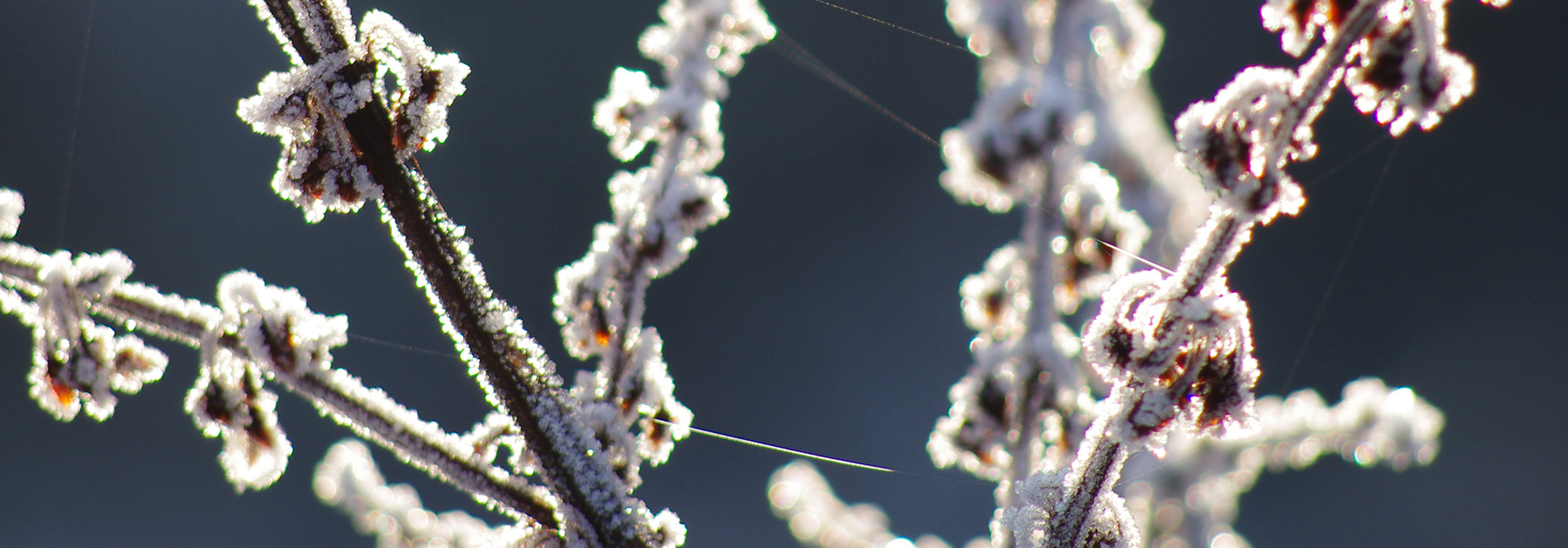 JNCC Bulletin December 2020