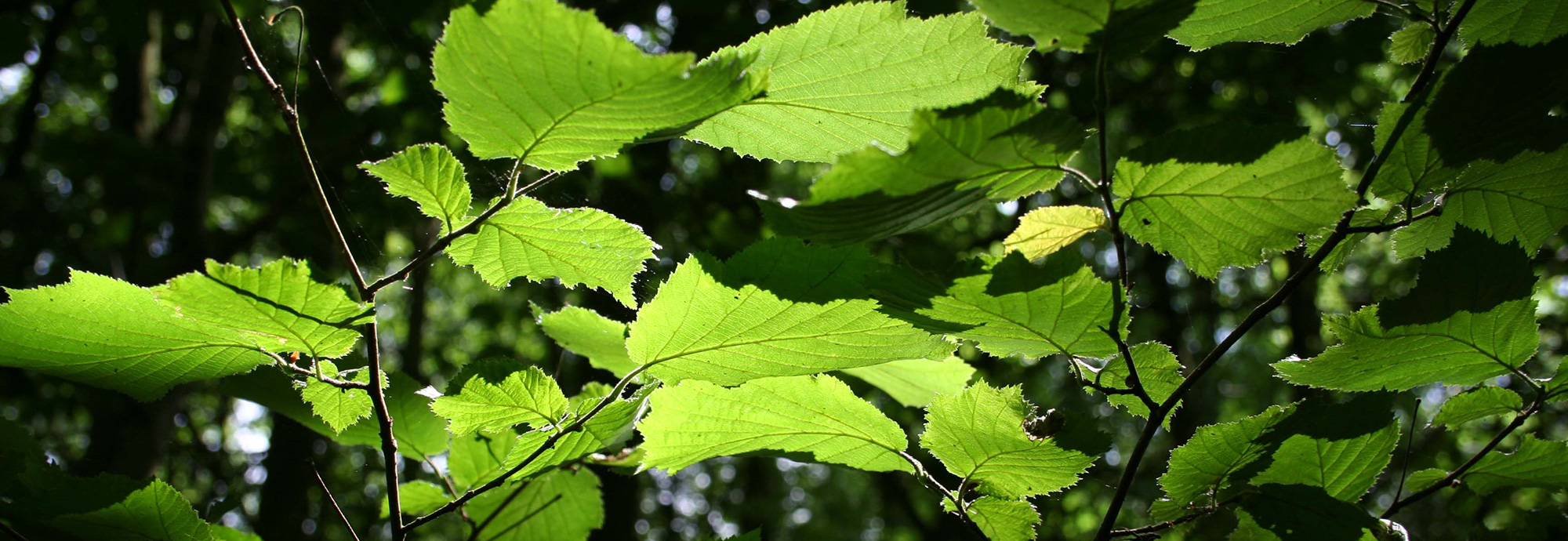 New JNCC Chair announced