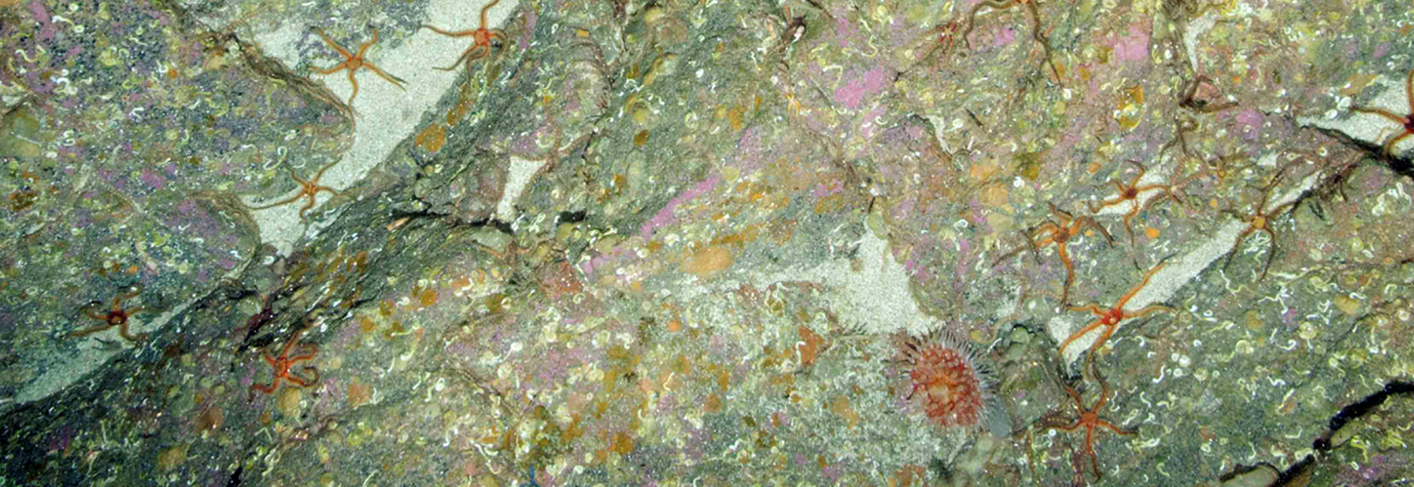 The BIG PICTURE II: Benthic Imagery Workshop 2021