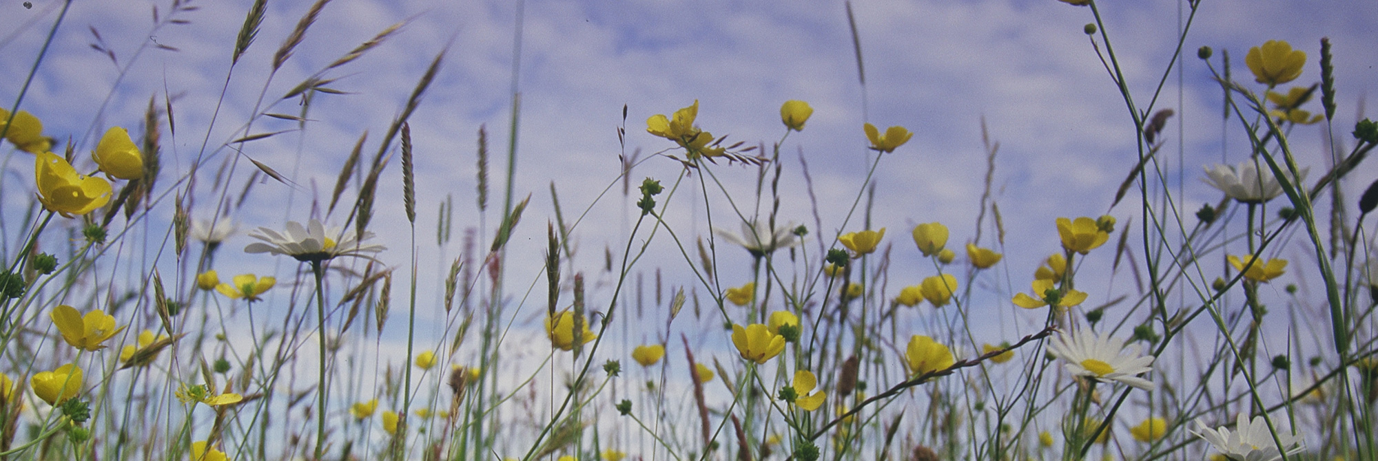 Congratulations to Vin Fleming – OBE for services to the environment