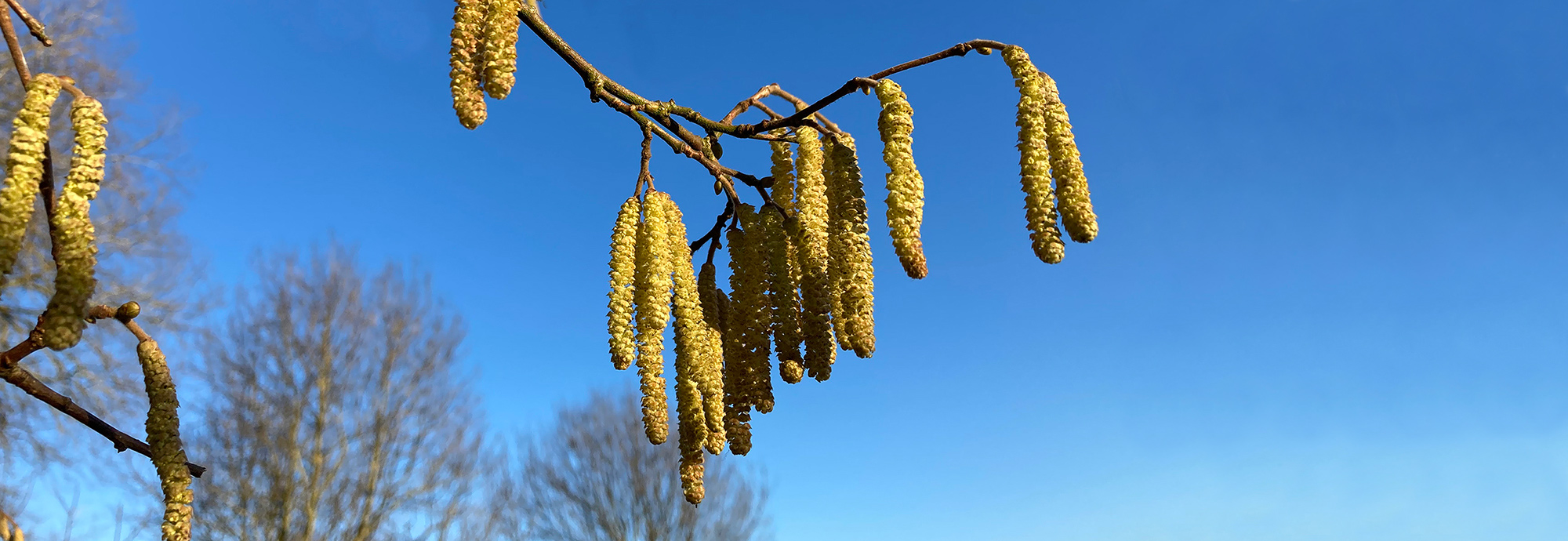 JNCC Bulletin February 2021