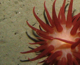 © JNCC/Marine Scotland Science/Cefas/NLB