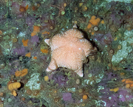 © JNCC/Marine Scotland Science