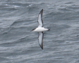 Manx in flight © Mark Lewis