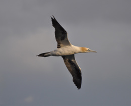 Gannet in air 