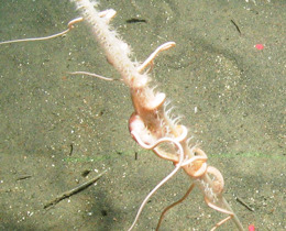  Ocean and Climate Change video launched