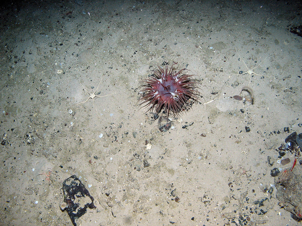 Brittlestar and anenome in pebbles at Anton Dohrn ©JNCC 