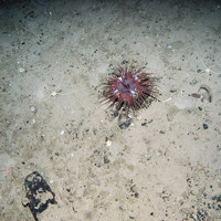 Brittlestar and anenome in pebbles at Anton Dohrn ©JNCC 