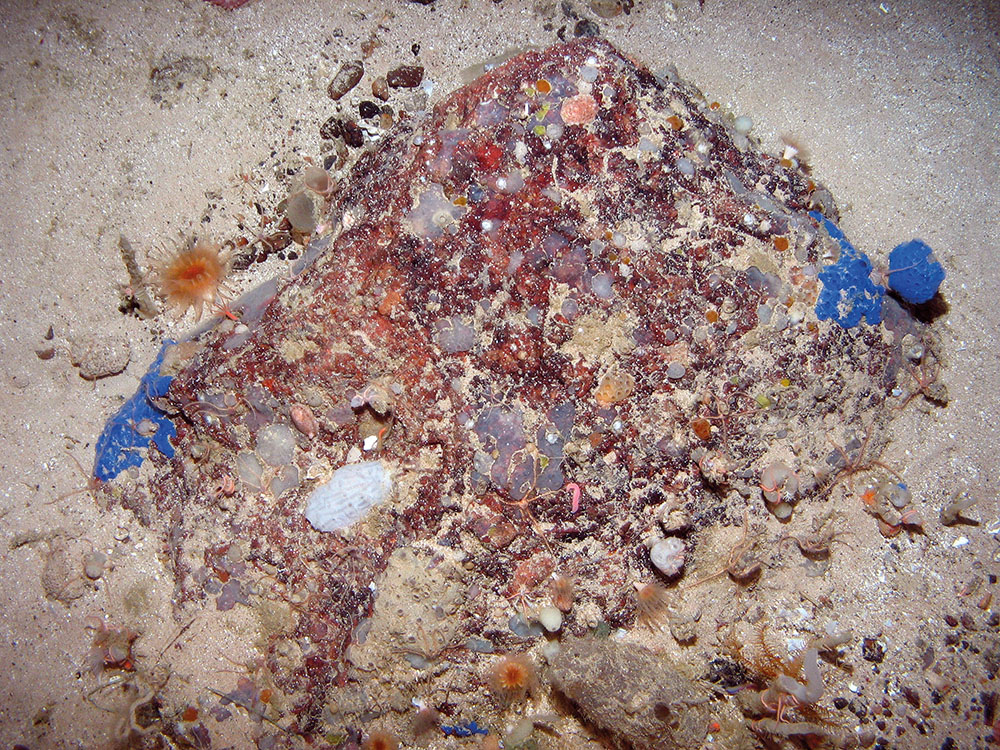 Encrusting sponges and sea squirts on stony reef with brittlestars at Anton Dohrn Seamount SAC ©JNCC 