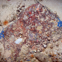 Encrusting sponges and sea squirts on stony reef with brittlestars at Anton Dohrn Seamount SAC ©JNCC 