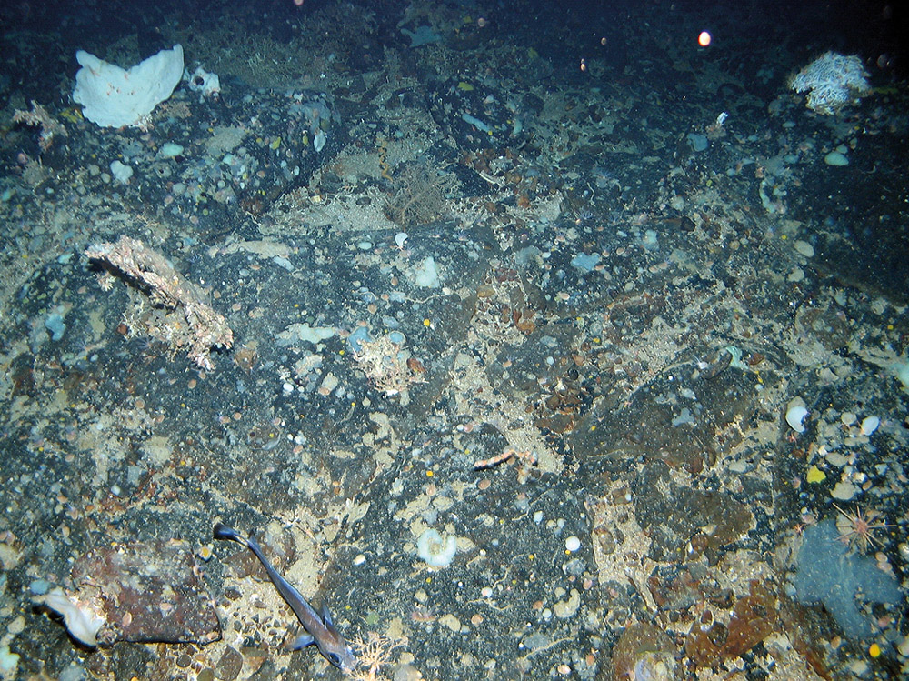 Bedrock outcrop with sponges and sea urchins at Anton Dohrn Seamount SAC ©JNCC
