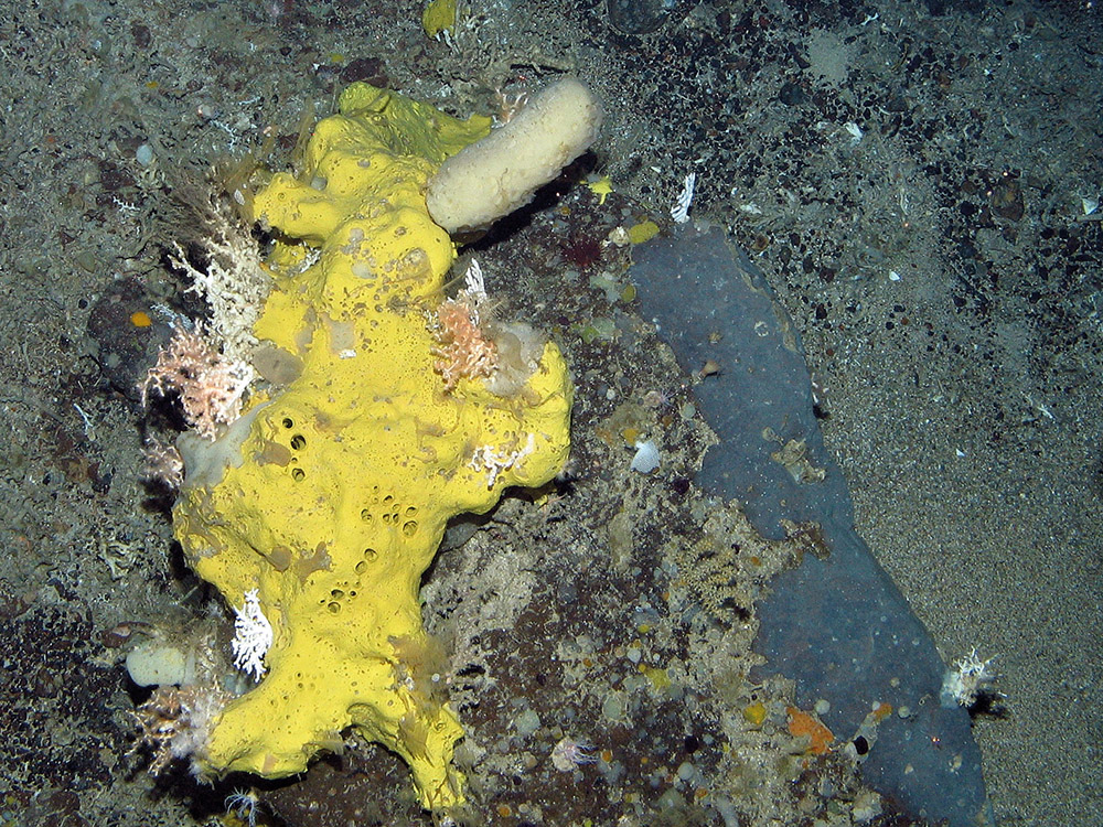 Sponges and coral on bedrock outcrop at Anton Dohrn Seamount SAC ©JNCC