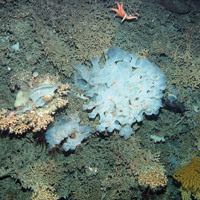 Biogenic reef with deep sea sponge and starfish at Anton Dohrn Seamount SAC ©JNCC