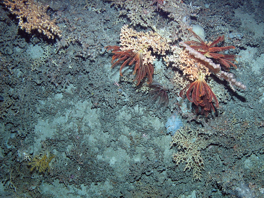 Biogenic reef with crinoids at Anton Dohrn Seamount SAC ©JNCC