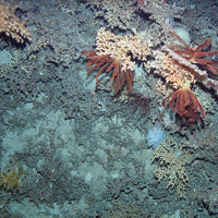 Biogenic reef with crinoids at Anton Dohrn Seamount SAC ©JNCC