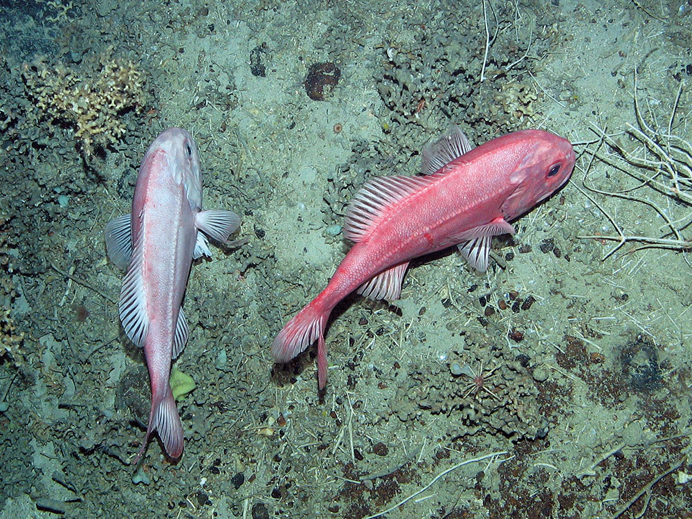 Orange roughy (Hoplostethus atlanticus) at Anton Dohrn Seamount SAC ©JNCC